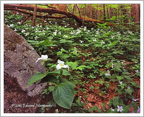 450647  Wild trillium and rain, GSMNP